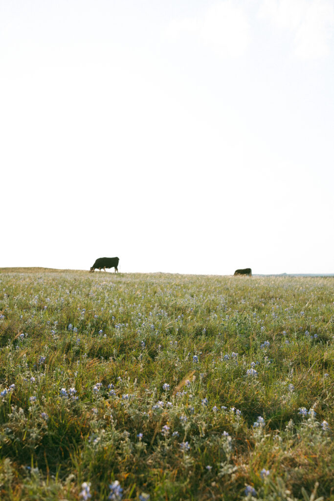 Texas bluebonnet engagement session